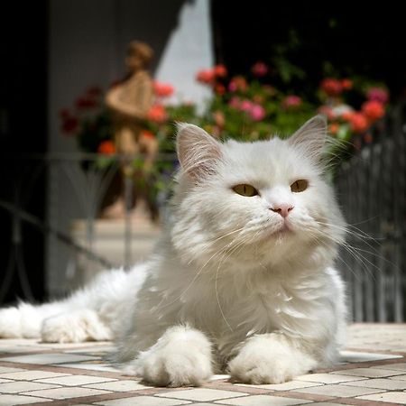 Albergo Gatto Bianco Капри Экстерьер фото